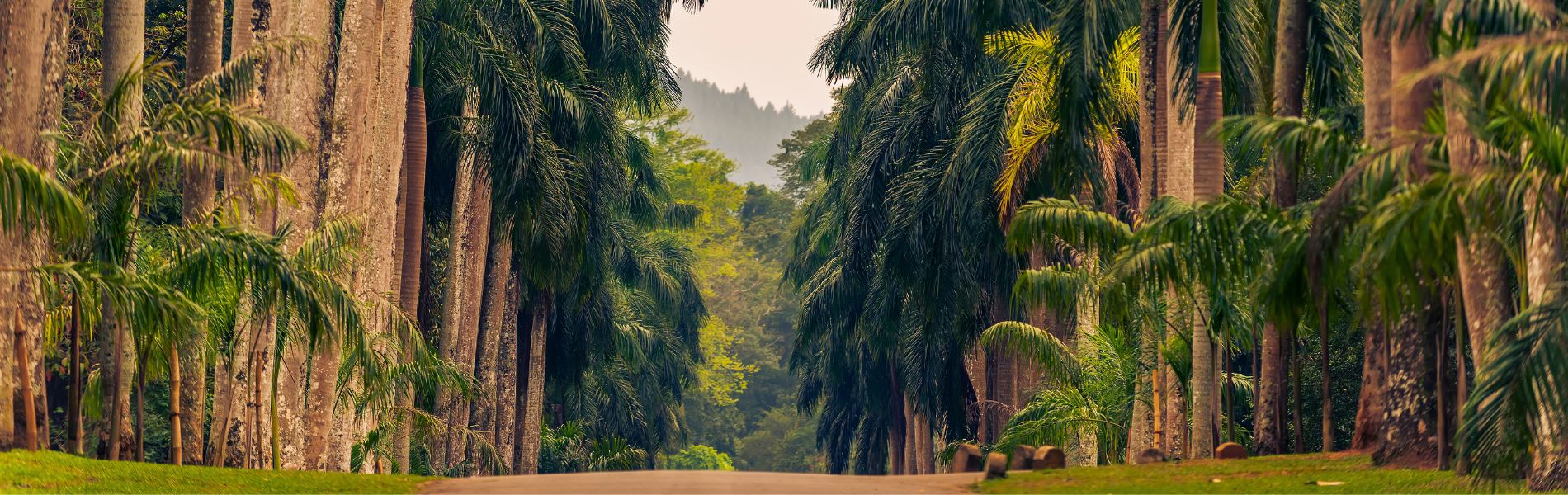 טיול מורחב לסרי לנקה- טיול עומק אל אי התבלינים והשנהב, 11 ימים